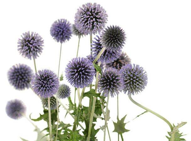 As part of the stream Echinops Hondro Sol Valgus