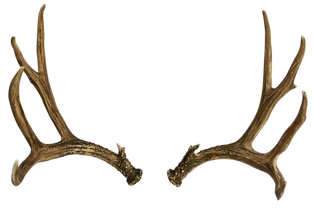 deer antlers as part of the stream Hondro Sol Valgus